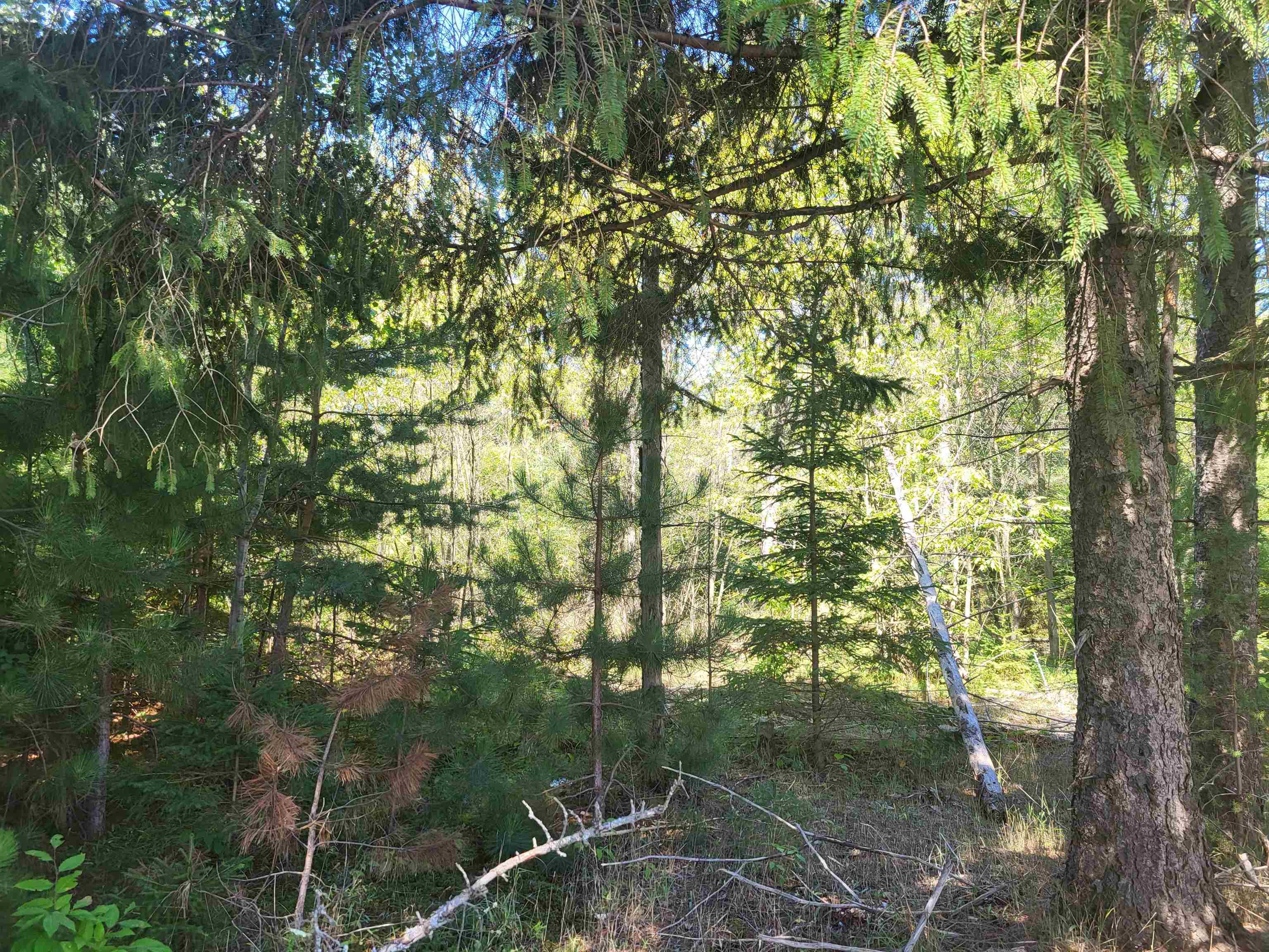 571 Co Road Kalkaska, MI 49646 - Photo 3 of 17
