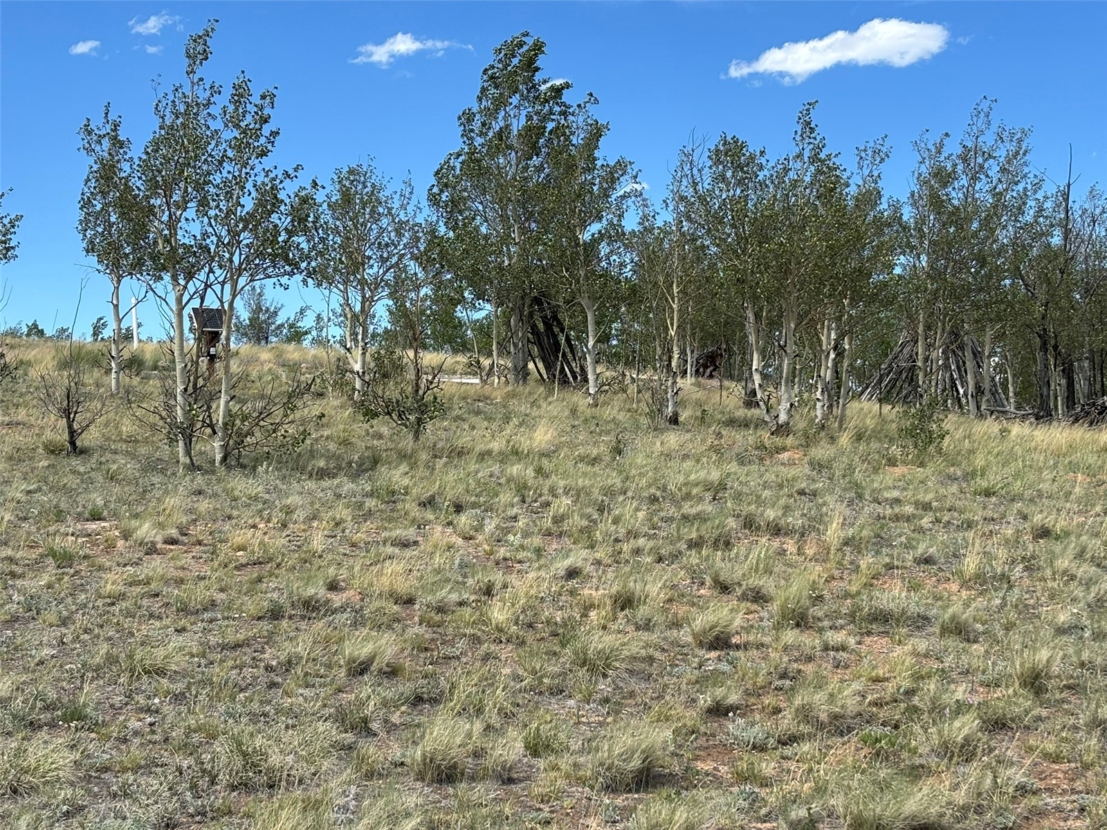 135 Hawk Way Como, CO 80432 - Photo 7 of 22 a view of a dry yard with trees