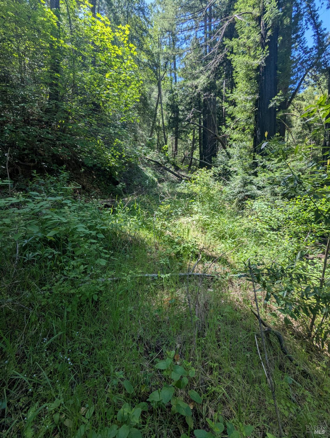 0 Skaggs Springs Road Geyserville, CA 95441 - Photo 4 of 21