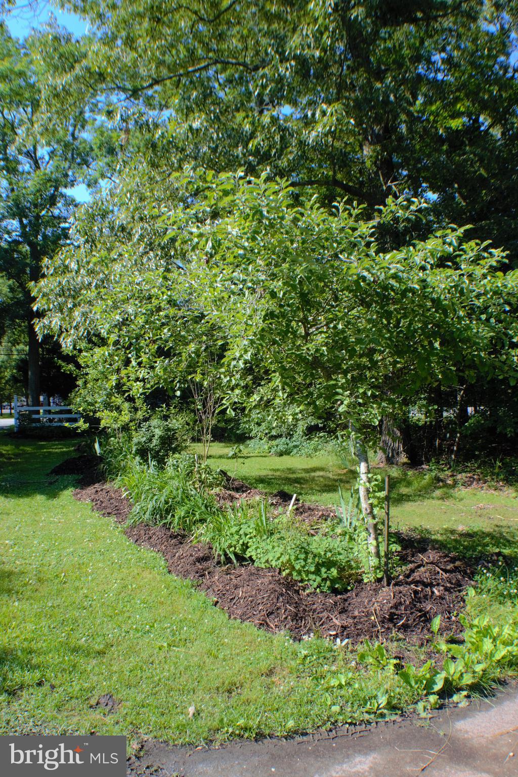 7050 Hawthorne Road La Plata, MD 20646 - Photo 39 of 68 Pear, apple & peach trees in front yard