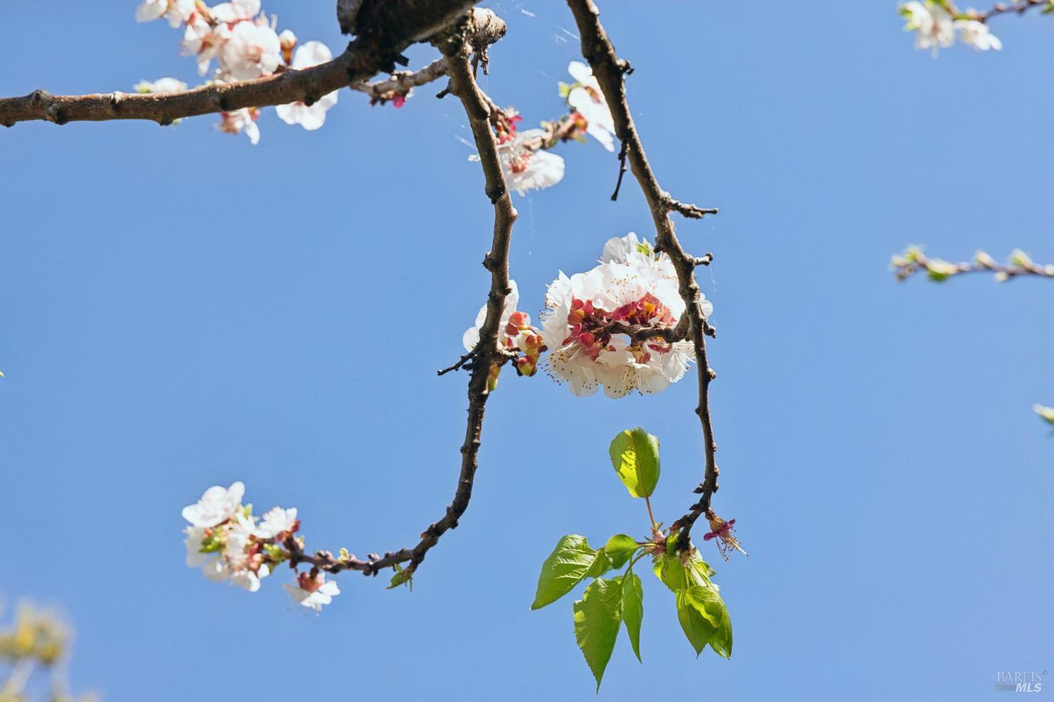 1200 Idylberry Road San Rafael, CA 94903 - Photo 55 of 58 a vase of flowers sitting on a table