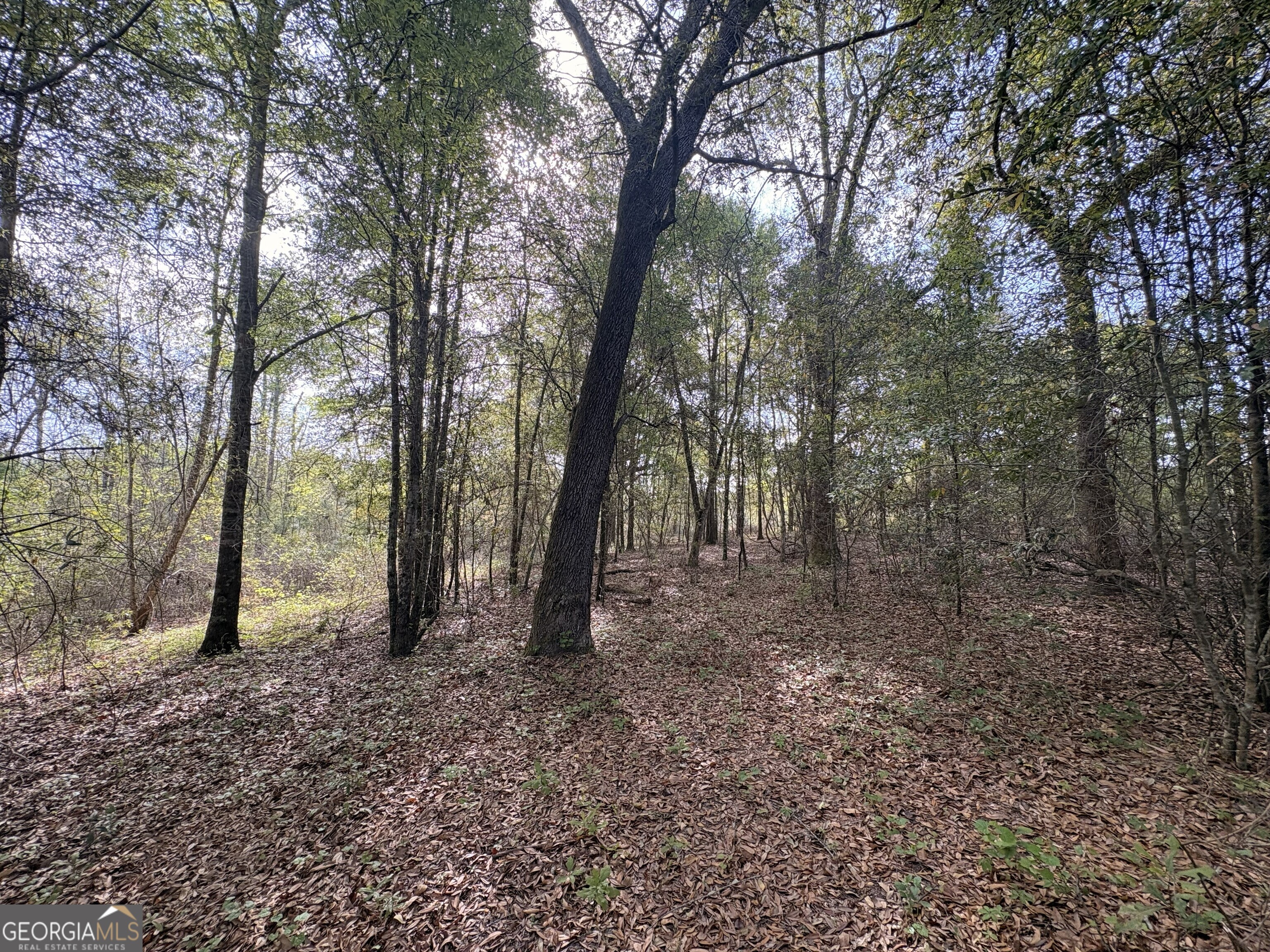 1 Old Poor Robin Road Sylvania, GA 30467 - Photo 11 of 11 a view of outdoor space with trees