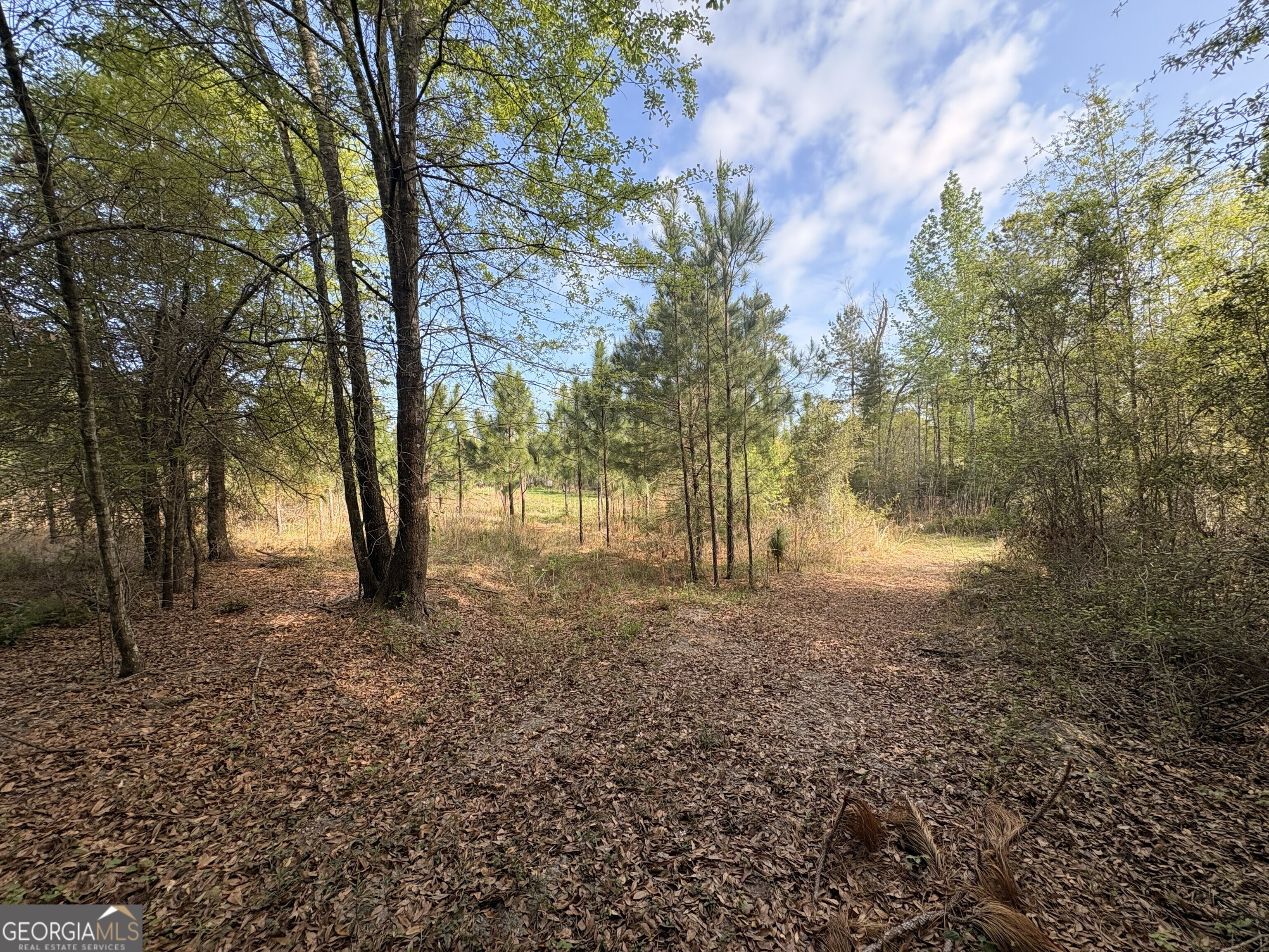 1 Old Poor Robin Road Sylvania, GA 30467 - Photo 10 of 11 a view of backyard of trees