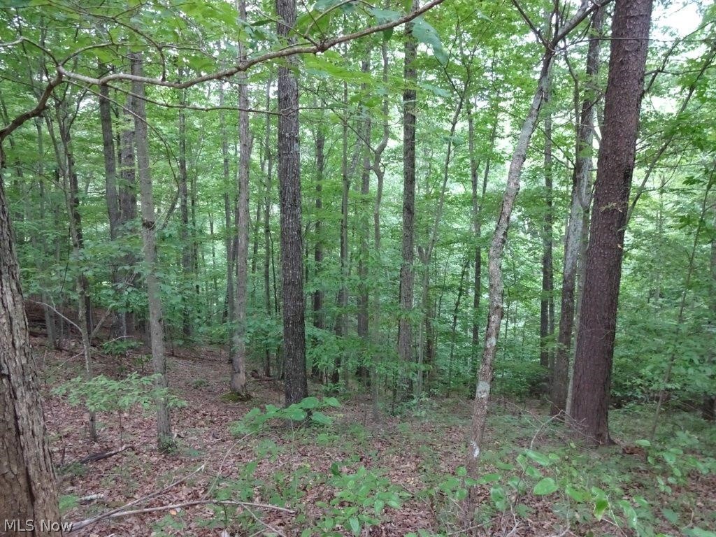 Bear Run Road Orma, WV 25268 - Photo 7 of 13