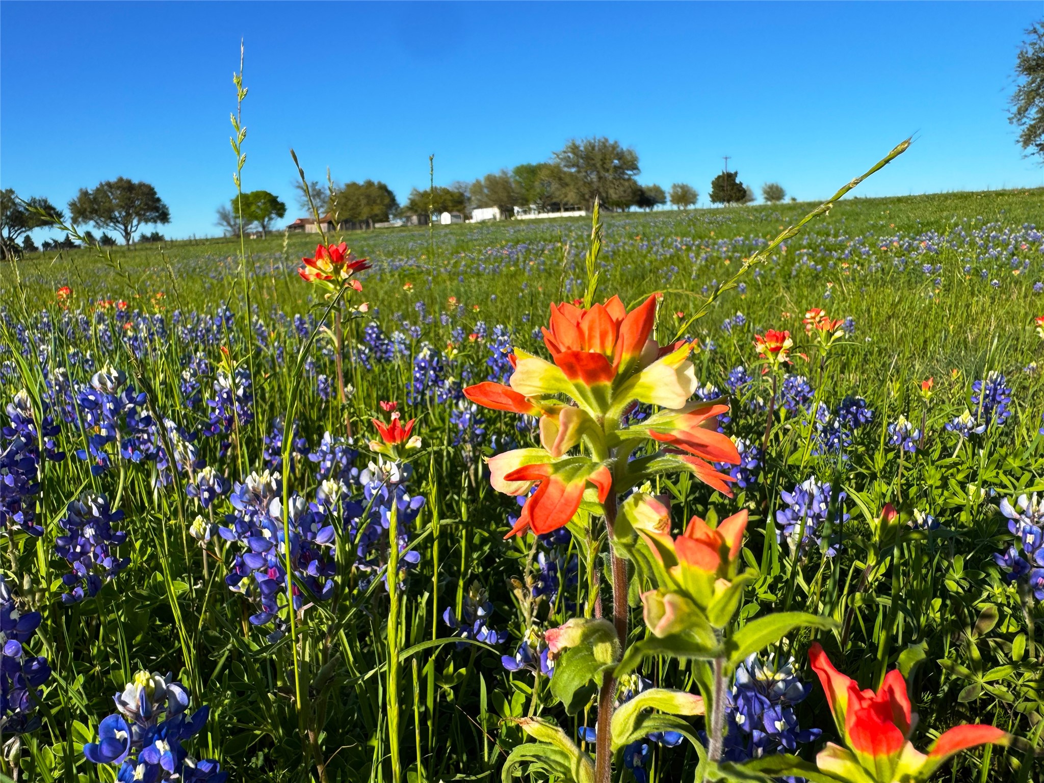 9058 Sam Houston Road Brenham, TX 77833 - Photo 2 of 49 a picture of flowers