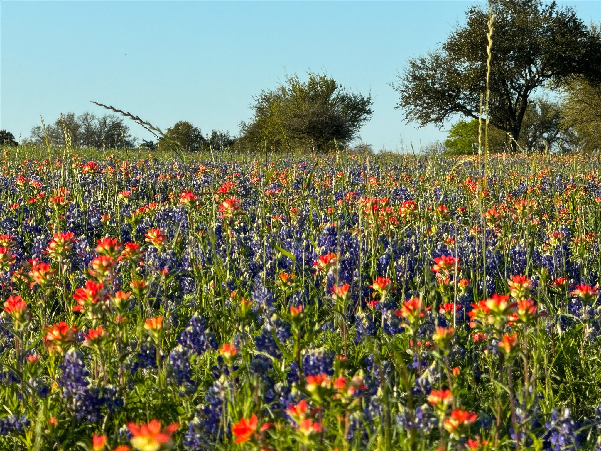 9058 Sam Houston Road Brenham, TX 77833 - Photo 6 of 49 a view of a bunch of flowers