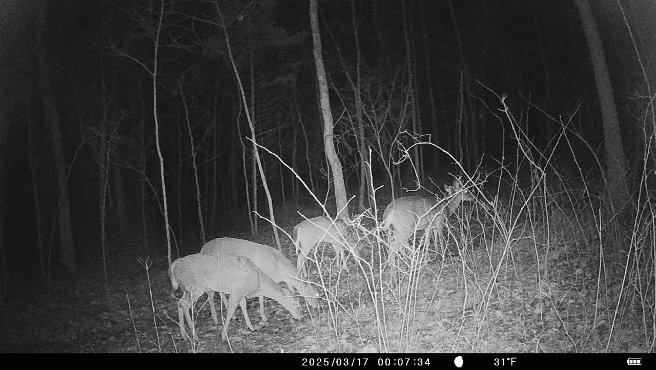 302 Curd Road Cave City, KY 42127 - Photo 47 of 48 Gallery Image 47