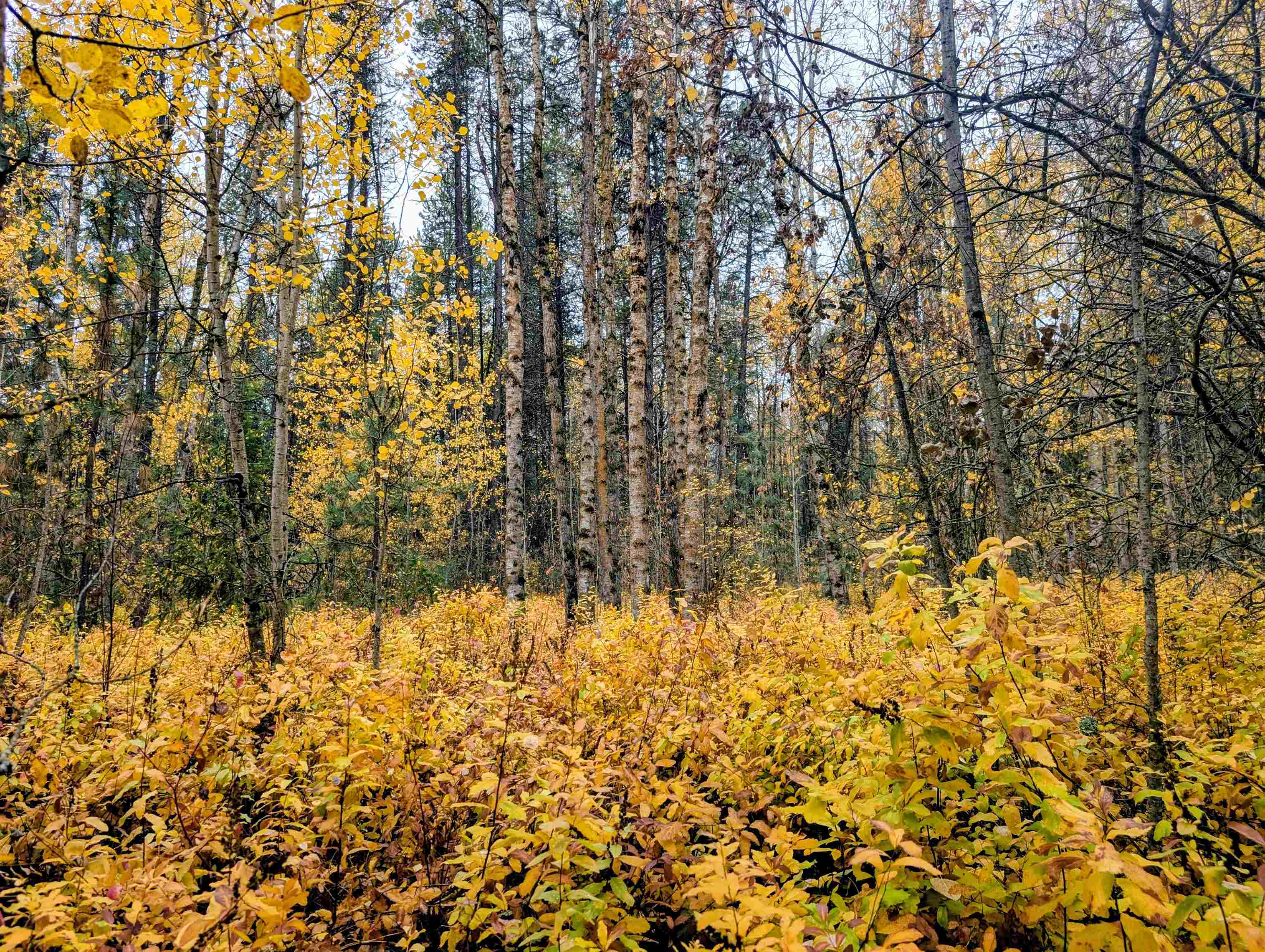 4583 Furzee Road Clayton, WA 99110 - Photo 48 of 50