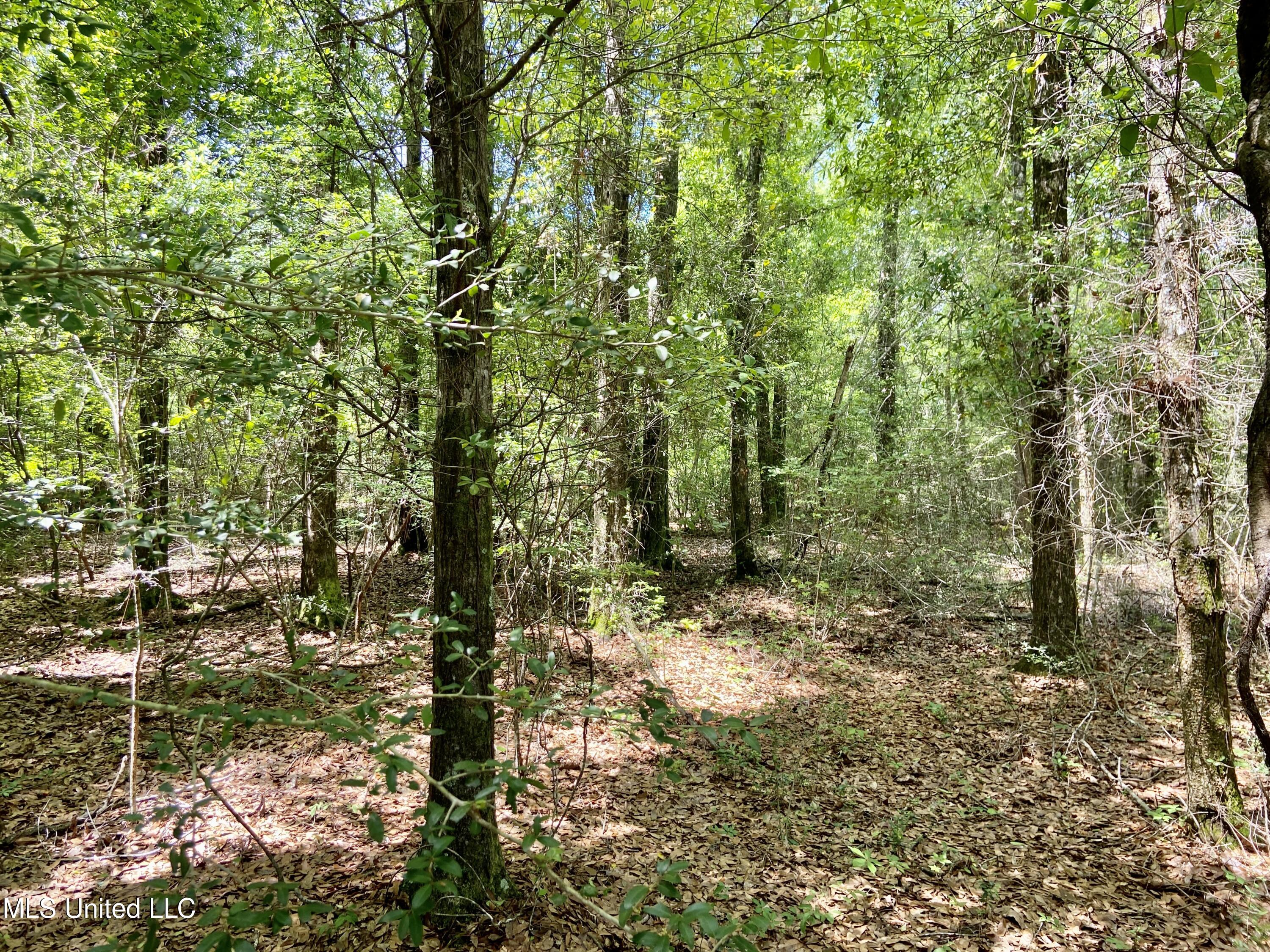 Basin Refuge Road Lucedale, MS 39452 - Photo 15 of 22 IMG_4541
