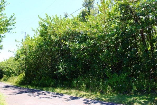 69 Ama U Road Keaau, HI 96749 - Photo 7 of 14 Gallery Image 7