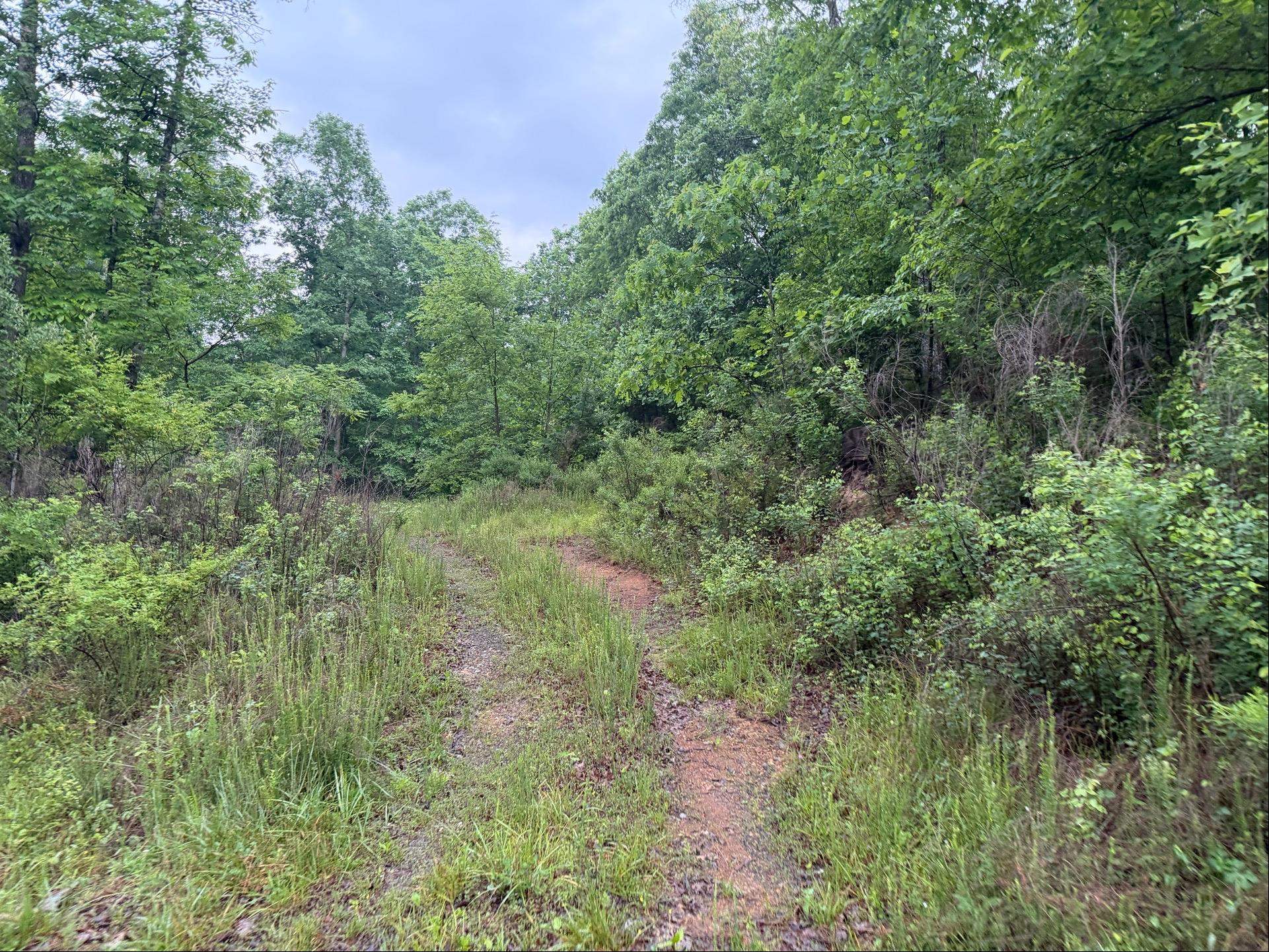 Tbd Cv Crk Road Bastian, VA 24314 - Photo 14 of 19 Gallery Image 14
