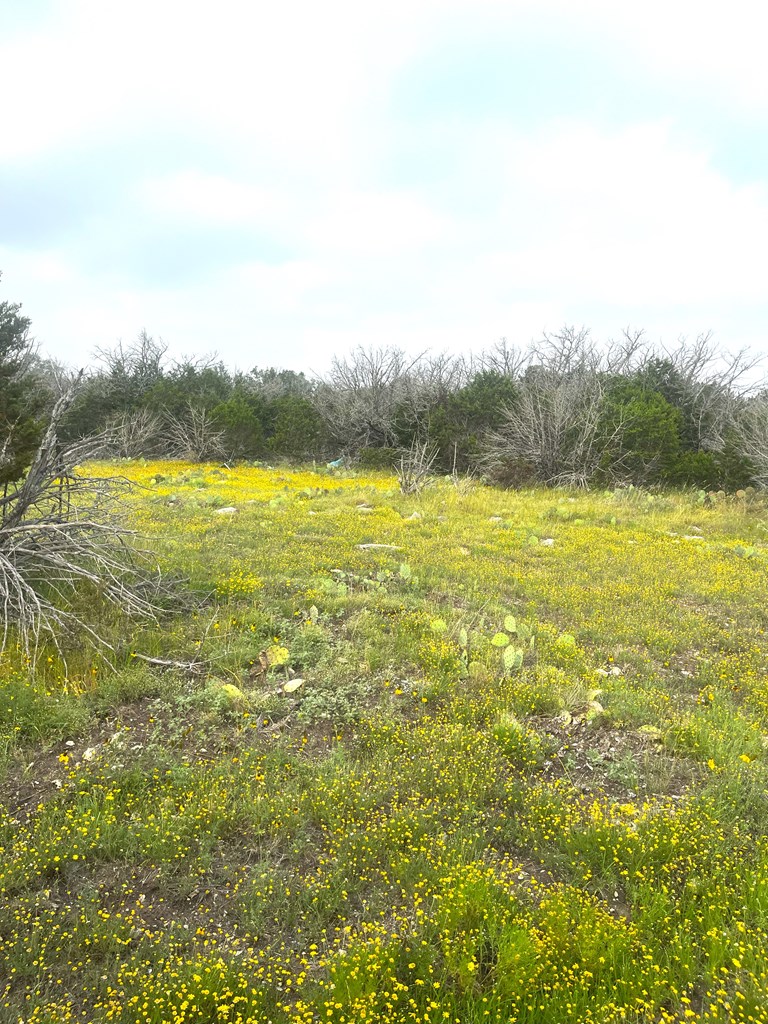 1485 Other Rocksprings, TX 78880 - Photo 14 of 15
