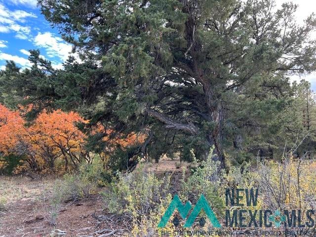 1 Forest Rd100 Road Canones, NM 87516 - Photo 2 of 39 Gallery Image 2
