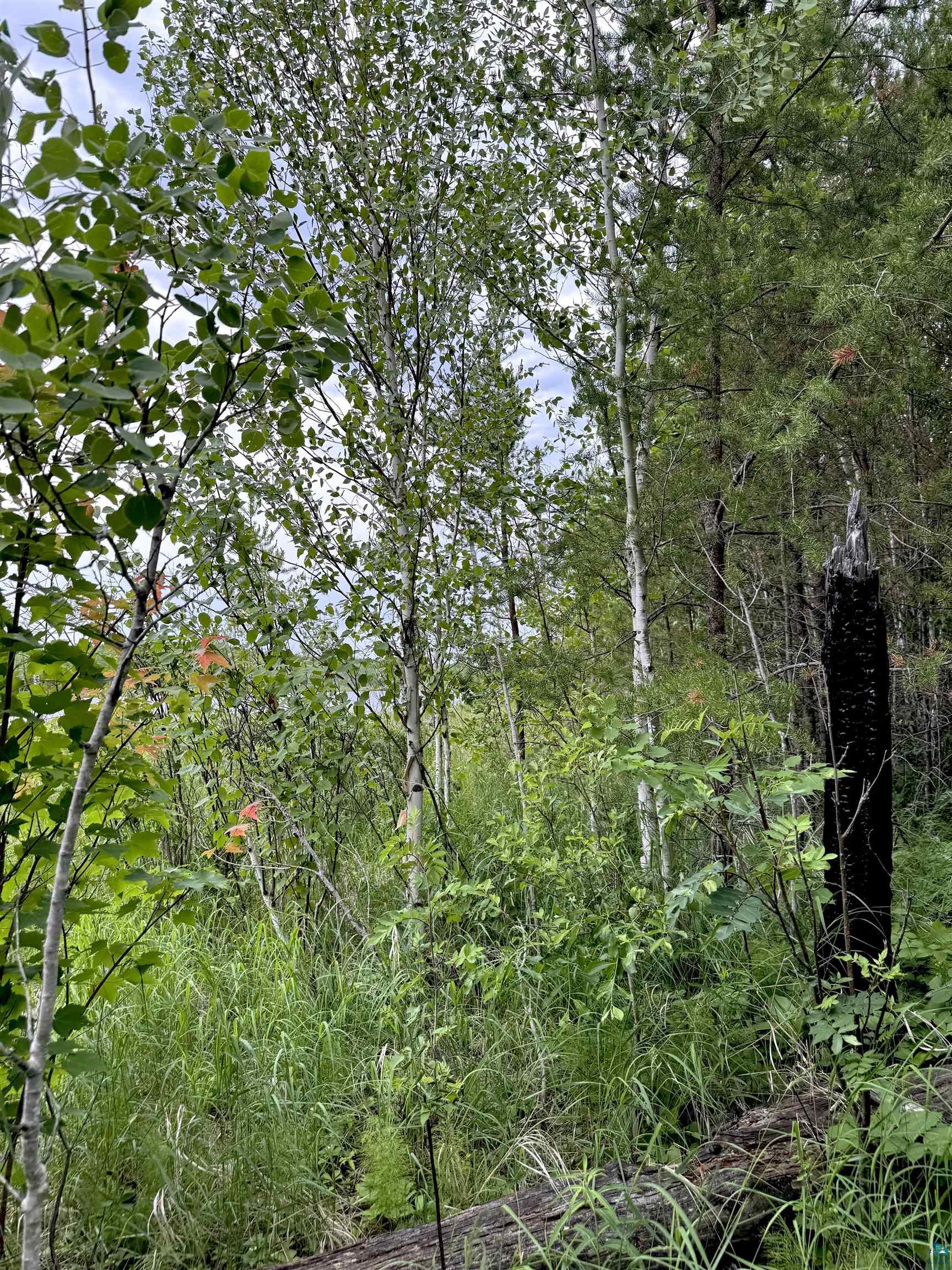 Tbd Onagon Lake Road Grand Marais, MN 55604 - Photo 8 of 14