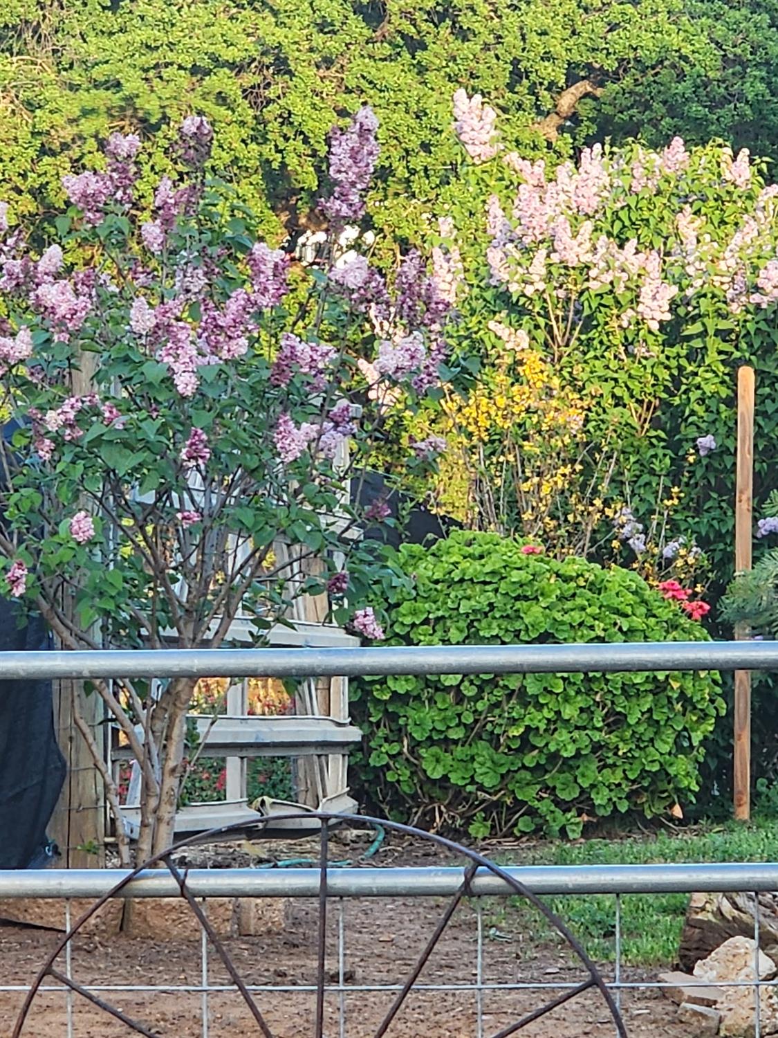 7505 Baldwin Street Valley Springs, CA 95252 - Photo 29 of 45 a view of a bench in the garden