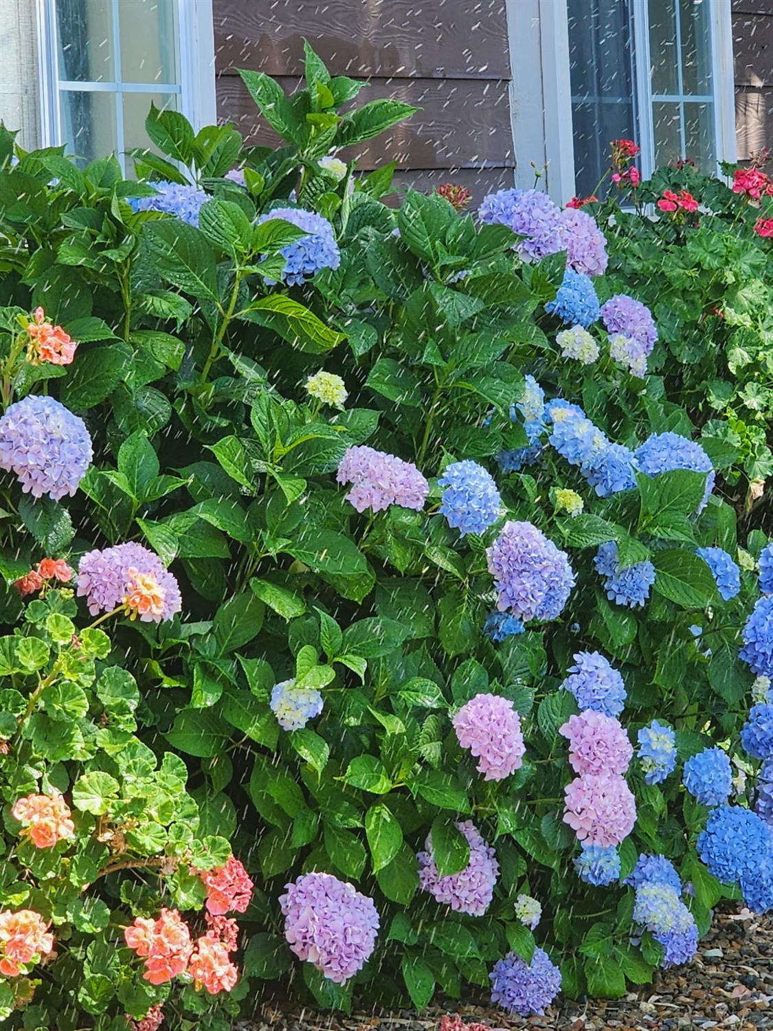 7505 Baldwin Street Valley Springs, CA 95252 - Photo 6 of 45 a view of a flower in a yard