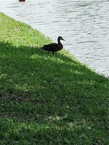 $215,000 | 451 Papaya Circle, Barefoot Bay, FL 32976