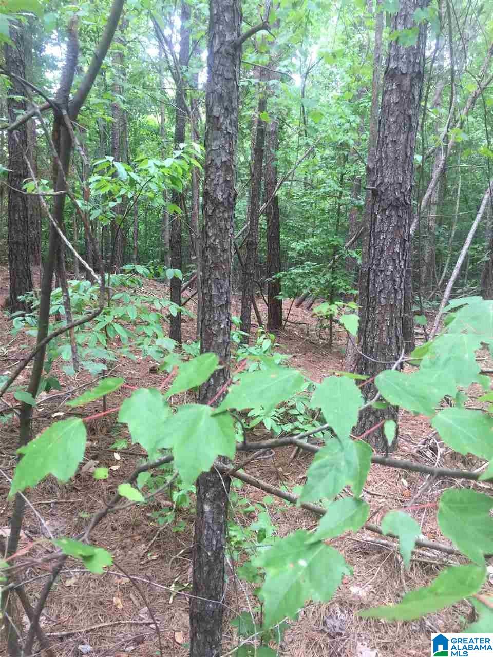 0 Rendalia Motorway, Unit 29 ACRES Talladega, AL 35160 - Photo 6 of 21