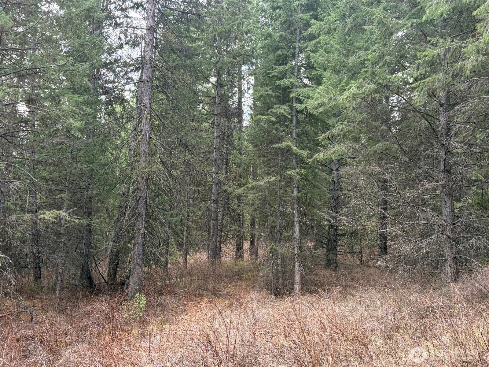 111-tbd W West Curlew Lake Road Republic, WA 99166 - Photo 3 of 16