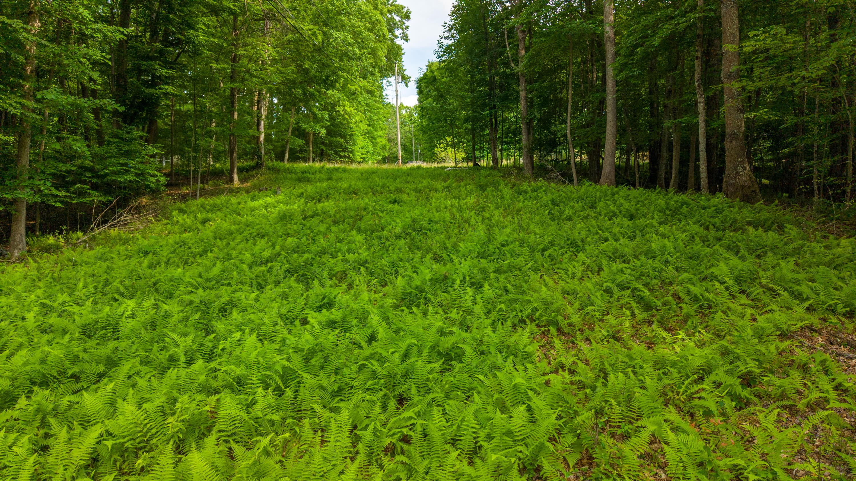 471 Springdale Sawmill Road Meadow Bridge, WV 25976 - Photo 60 of 63 Gallery Image 60