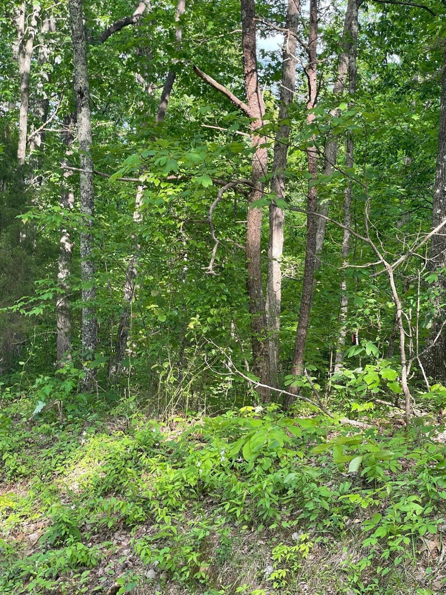 0 Taylor Road Pikeville, TN 37367 - Photo 3 of 5 Gallery Image 3