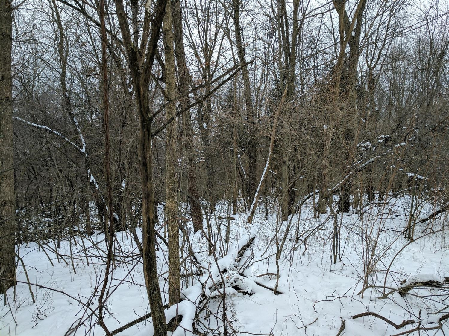 5402 Walsh Road Whitmore Lake, MI 48189 - Photo 3 of 6 Photo 3