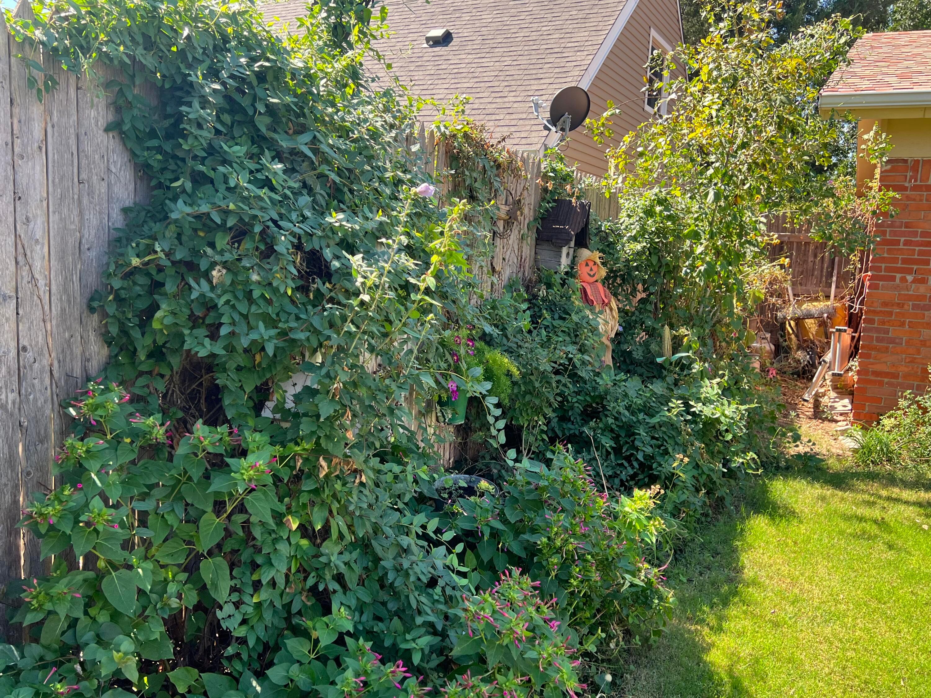 1505 Pellinore Street Borger, TX 79007 - Photo 52 of 73 a close up of a plant in a garden