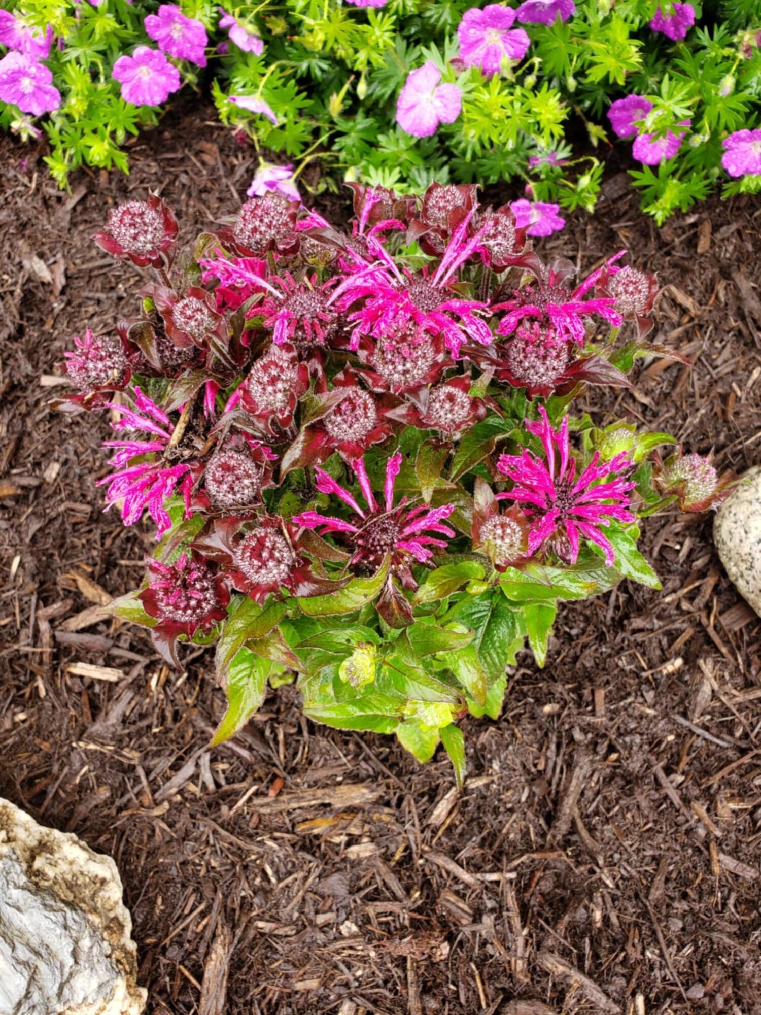 496 Finson Road Bangor, ME 04401 - Photo 45 of 52 Perennial