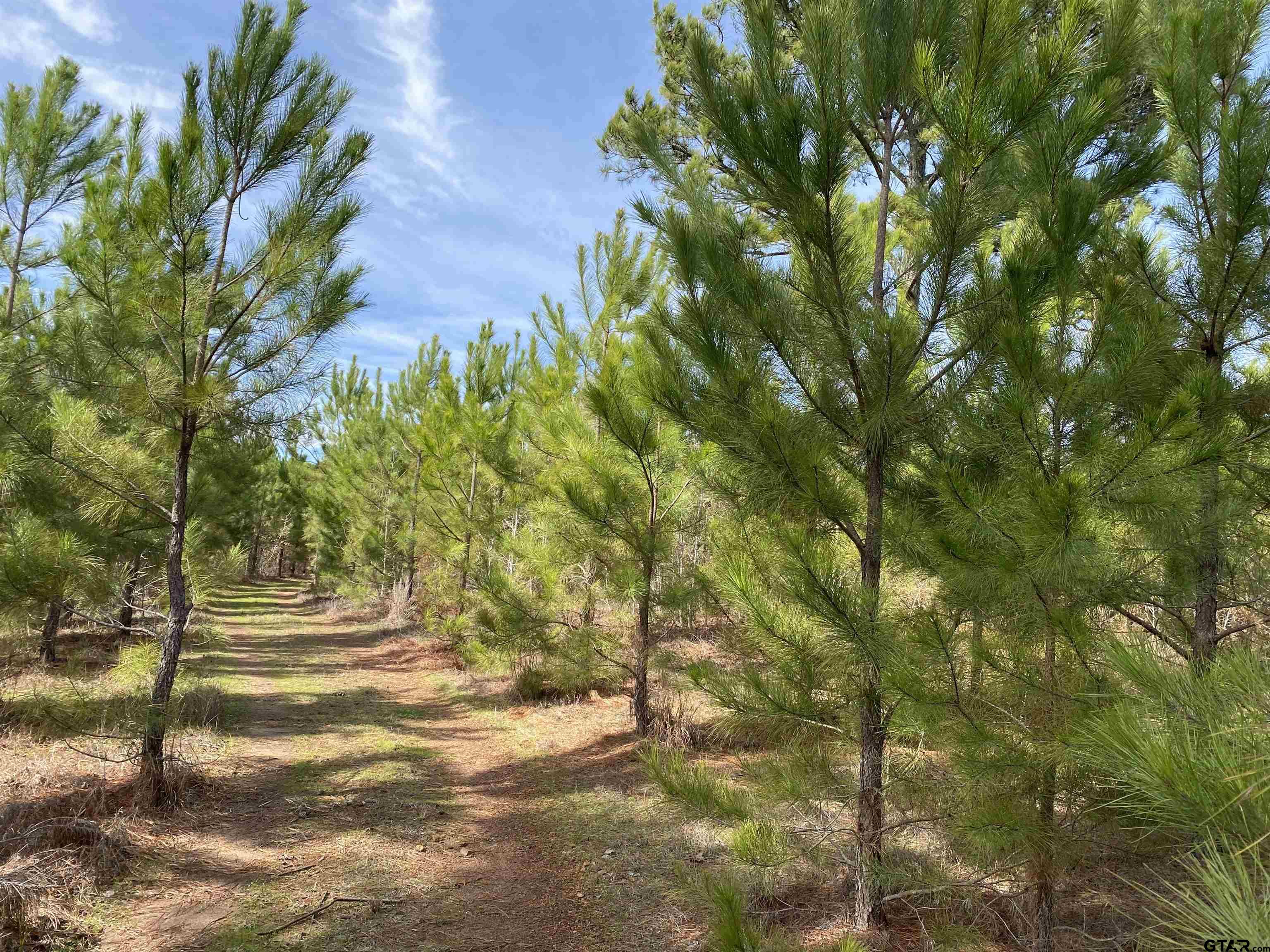 782 Rosie Wady Road Gladewater, TX 75647 - Photo 35 of 41 a view of a yard with a tree
