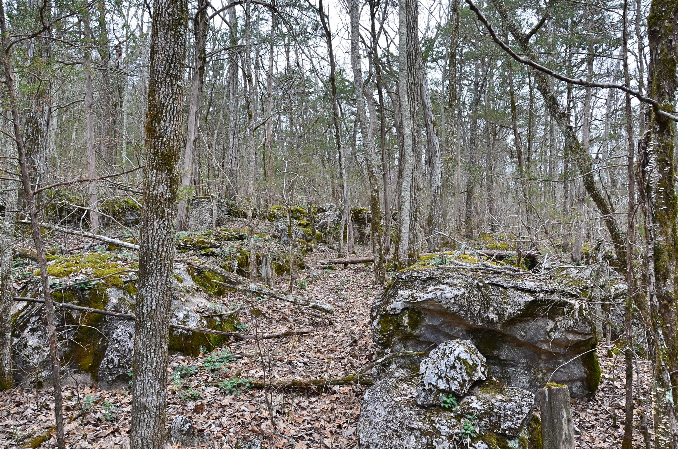 0 McElroy Road Readyville, TN 37149 - Photo 13 of 24 Gallery Image 13