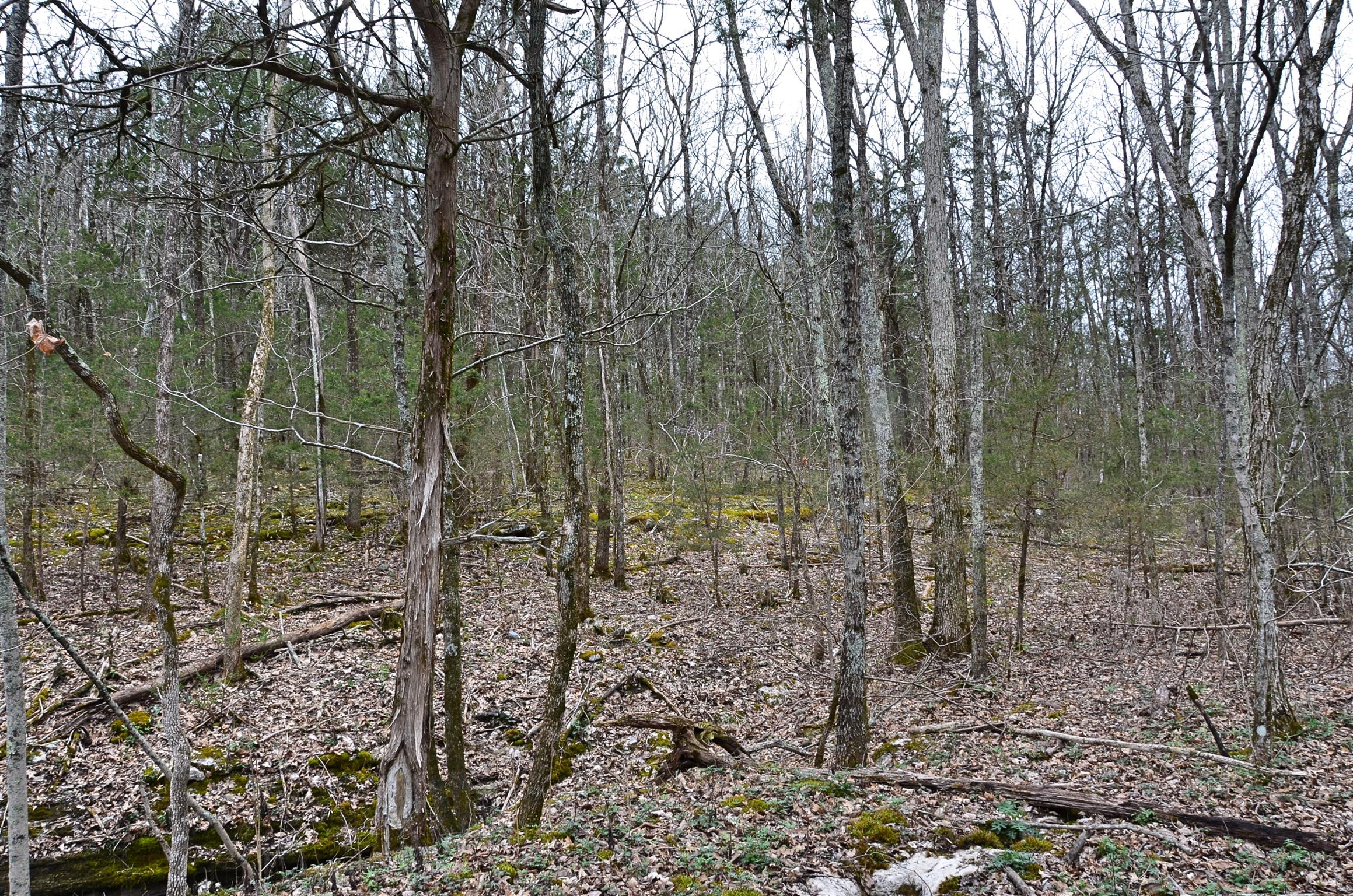 0 McElroy Road Readyville, TN 37149 - Photo 15 of 24 Gallery Image 15