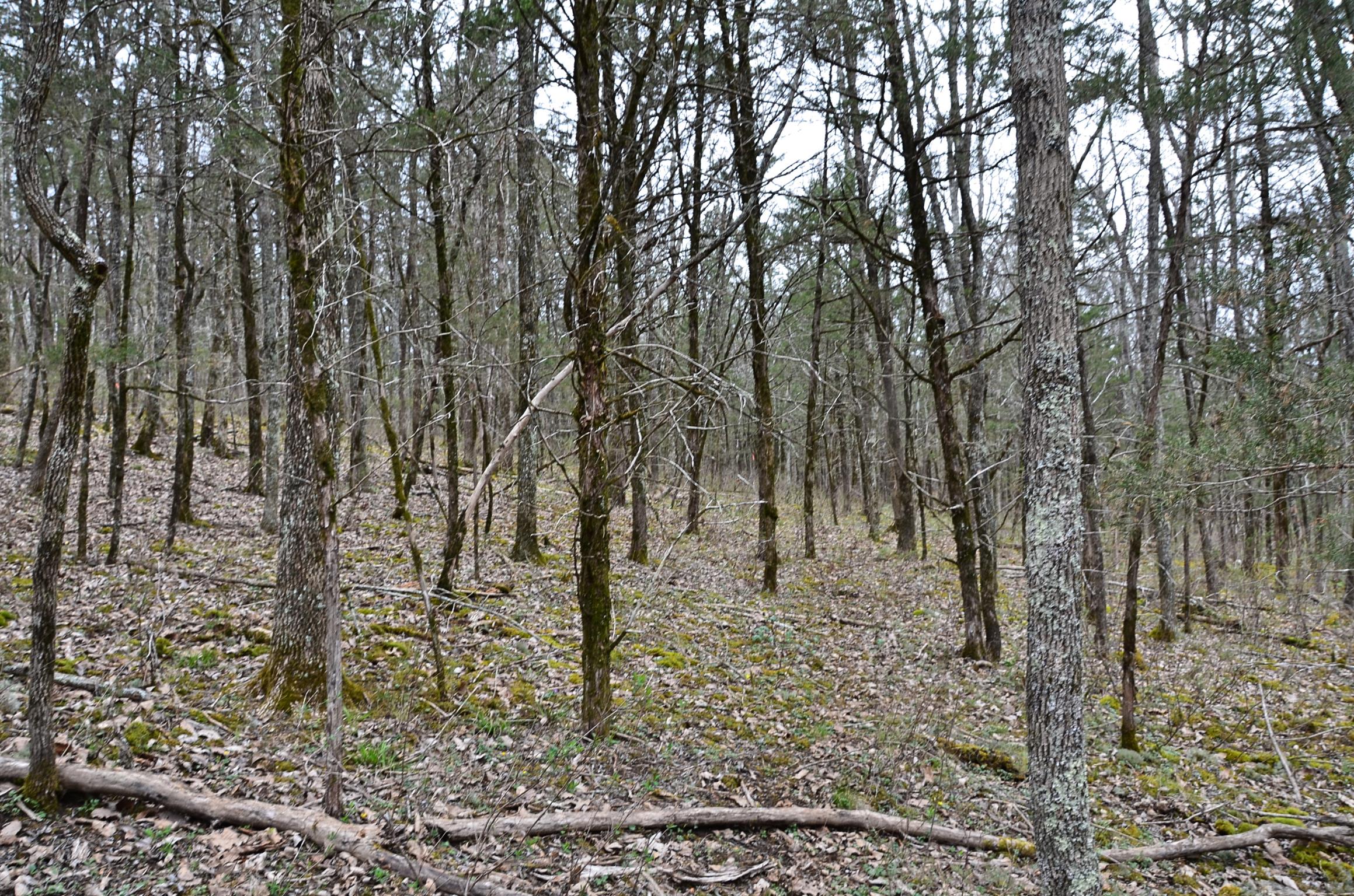 0 McElroy Road Readyville, TN 37149 - Photo 17 of 24 Gallery Image 17