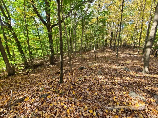 a view of a yard with plants and large trees