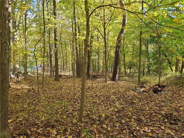 a plant is in the middle of a forest