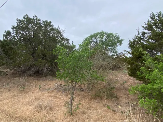 a view of a forest with trees in the background
