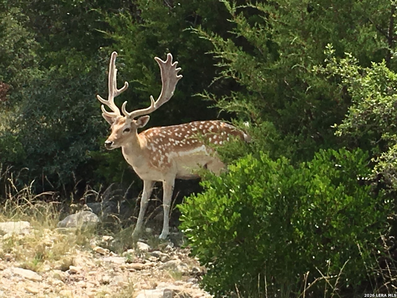 2 Texana Oaks Ranch Hway Rocksprings, TX 78880 - Photo 2 of 14
