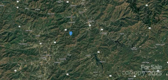 a view of a lush green forest