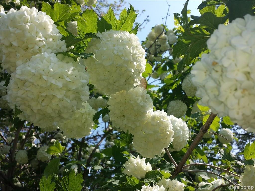 4068 Yankee Road St. Clair, MI 48079 - Photo 41 of 53 SNOWBALL BUSH