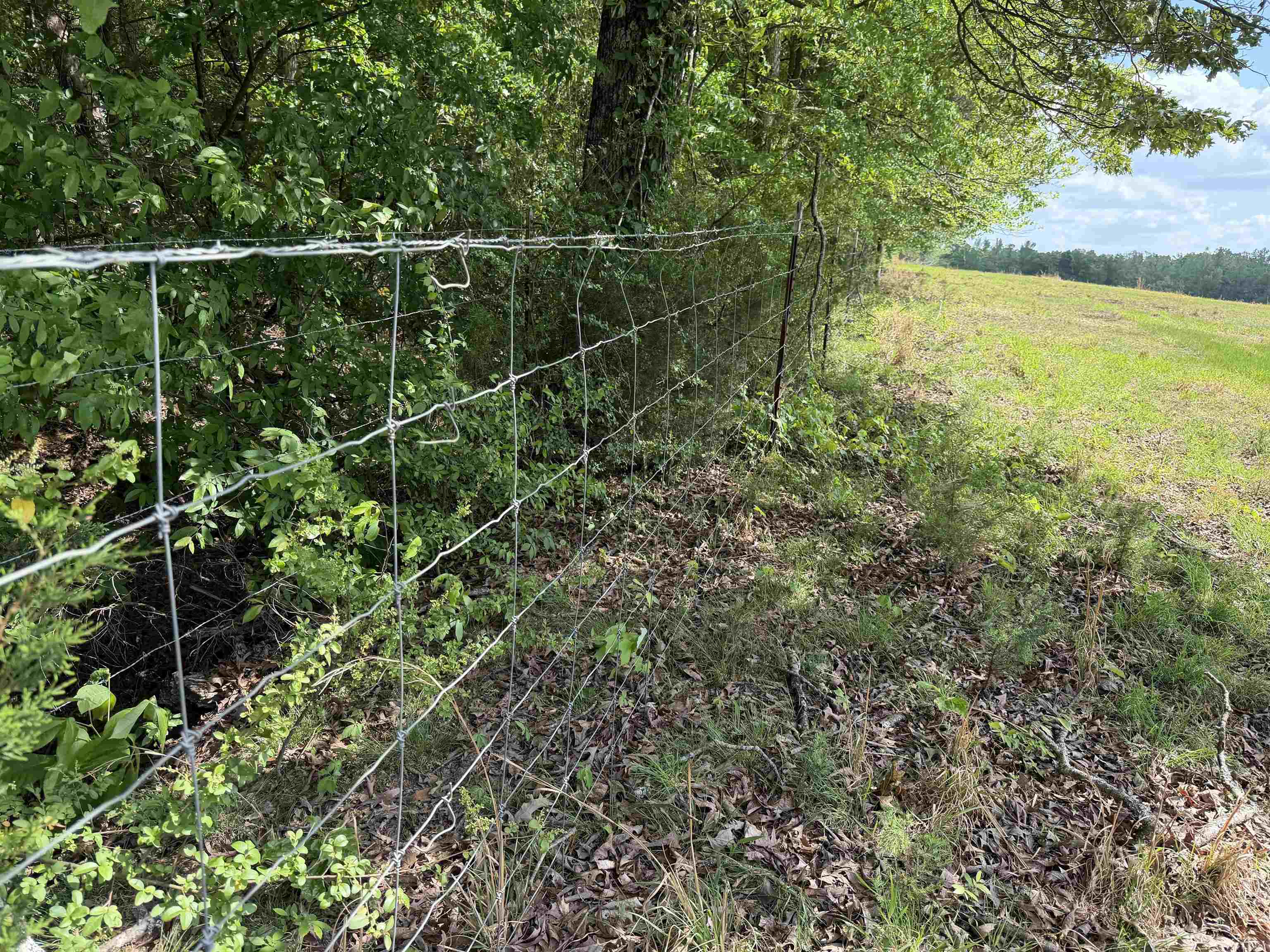 3 Saltillo Road Morris Chapel, TN 38361 - Photo 20 of 40 a view of a yard with a tree
