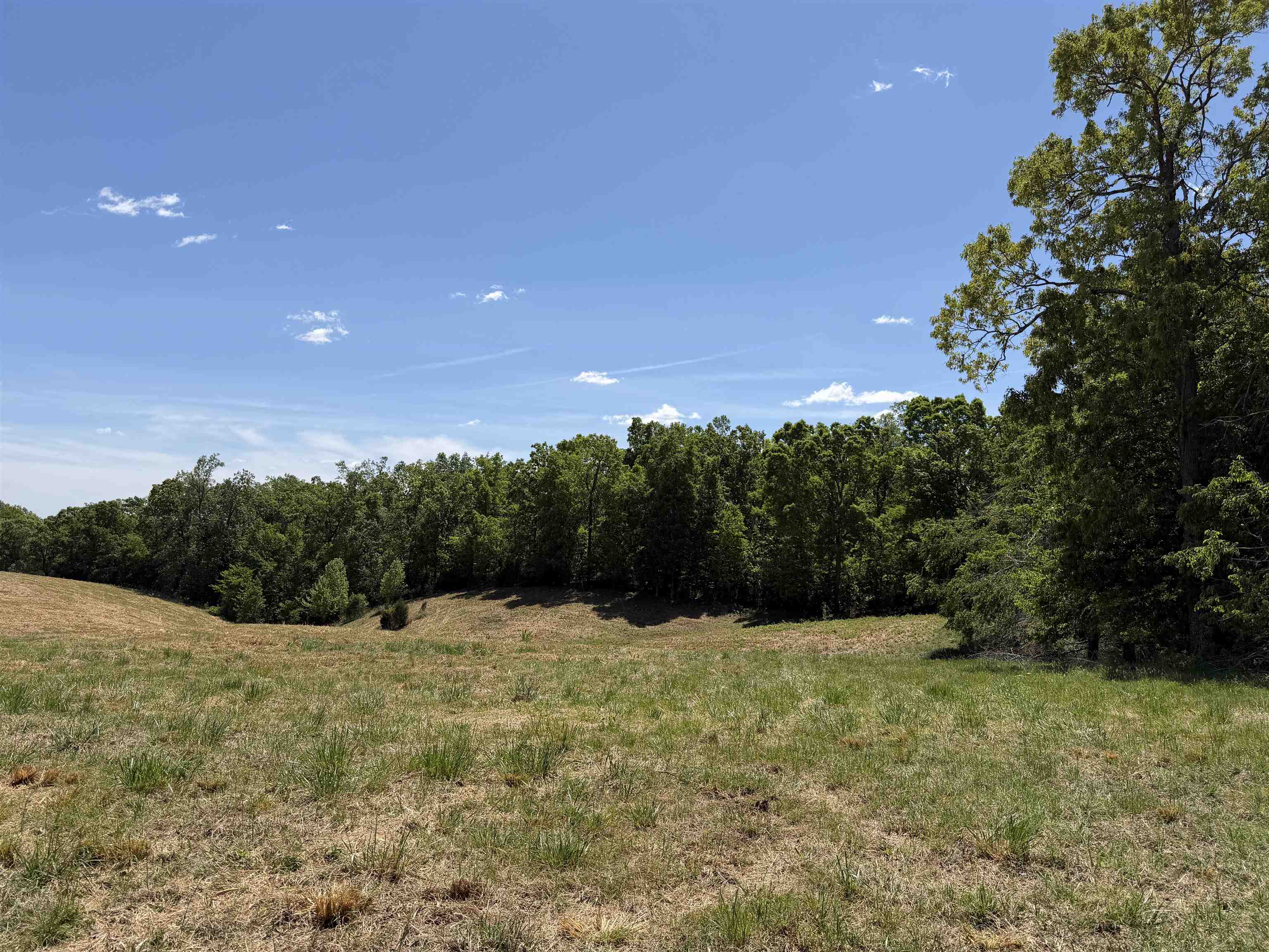 3 Saltillo Road Morris Chapel, TN 38361 - Photo 28 of 40 a view of lush green and green space