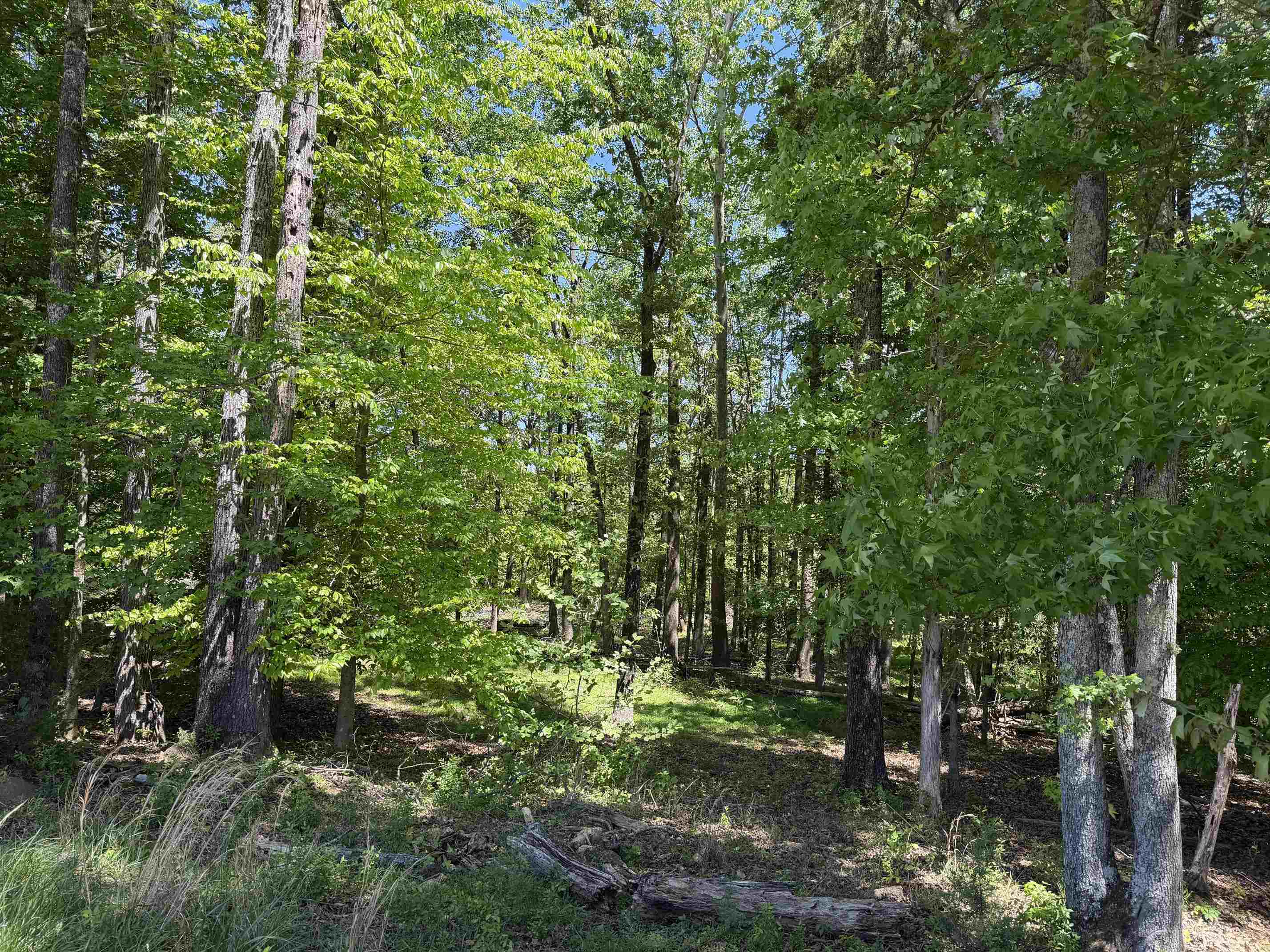 3 Saltillo Road Morris Chapel, TN 38361 - Photo 31 of 40 a view of a lush green forest