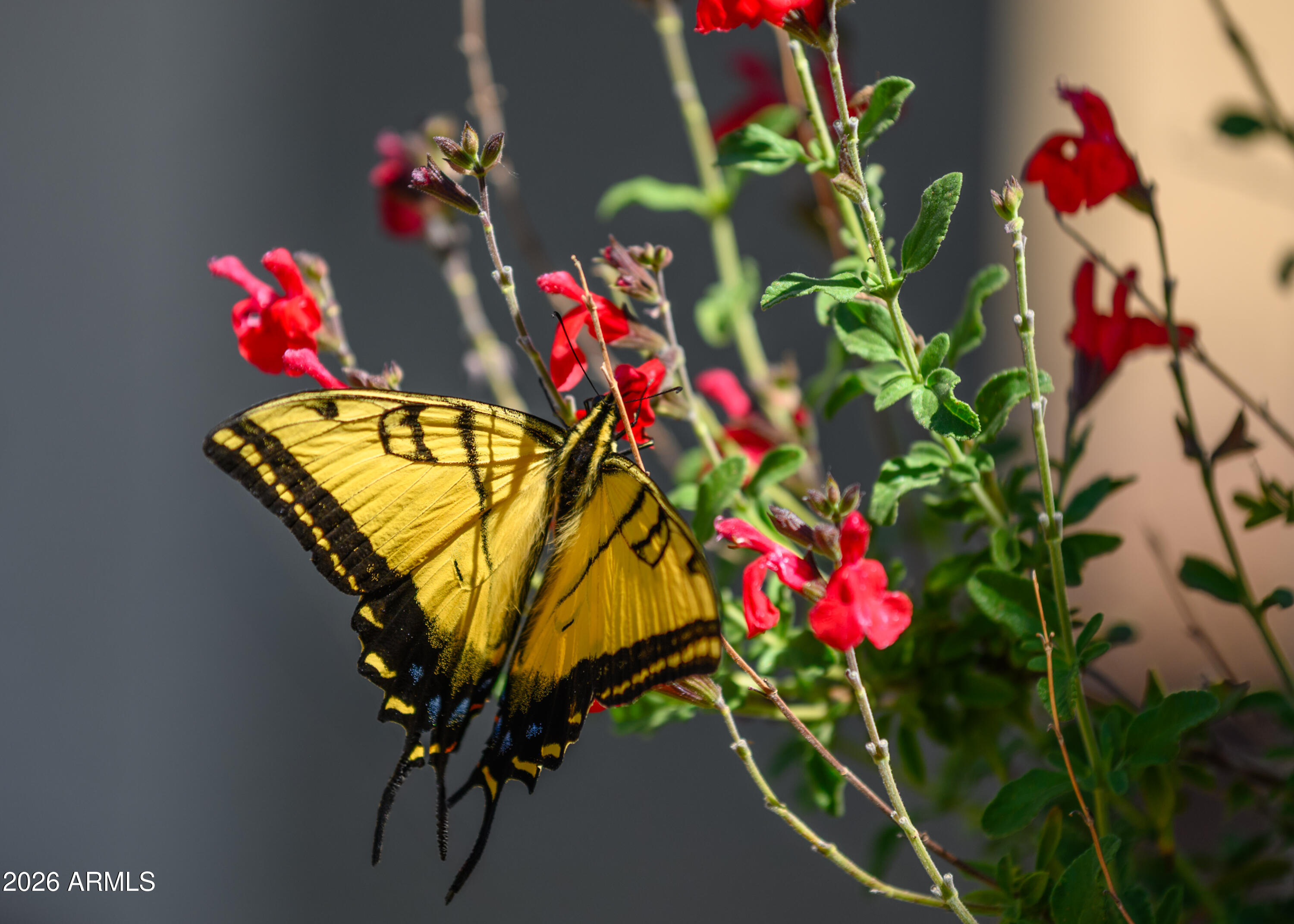 565 Whistle Stop Road Clarkdale, AZ 86324 - Photo 3 of 40 565 Whistle Stop Road-4