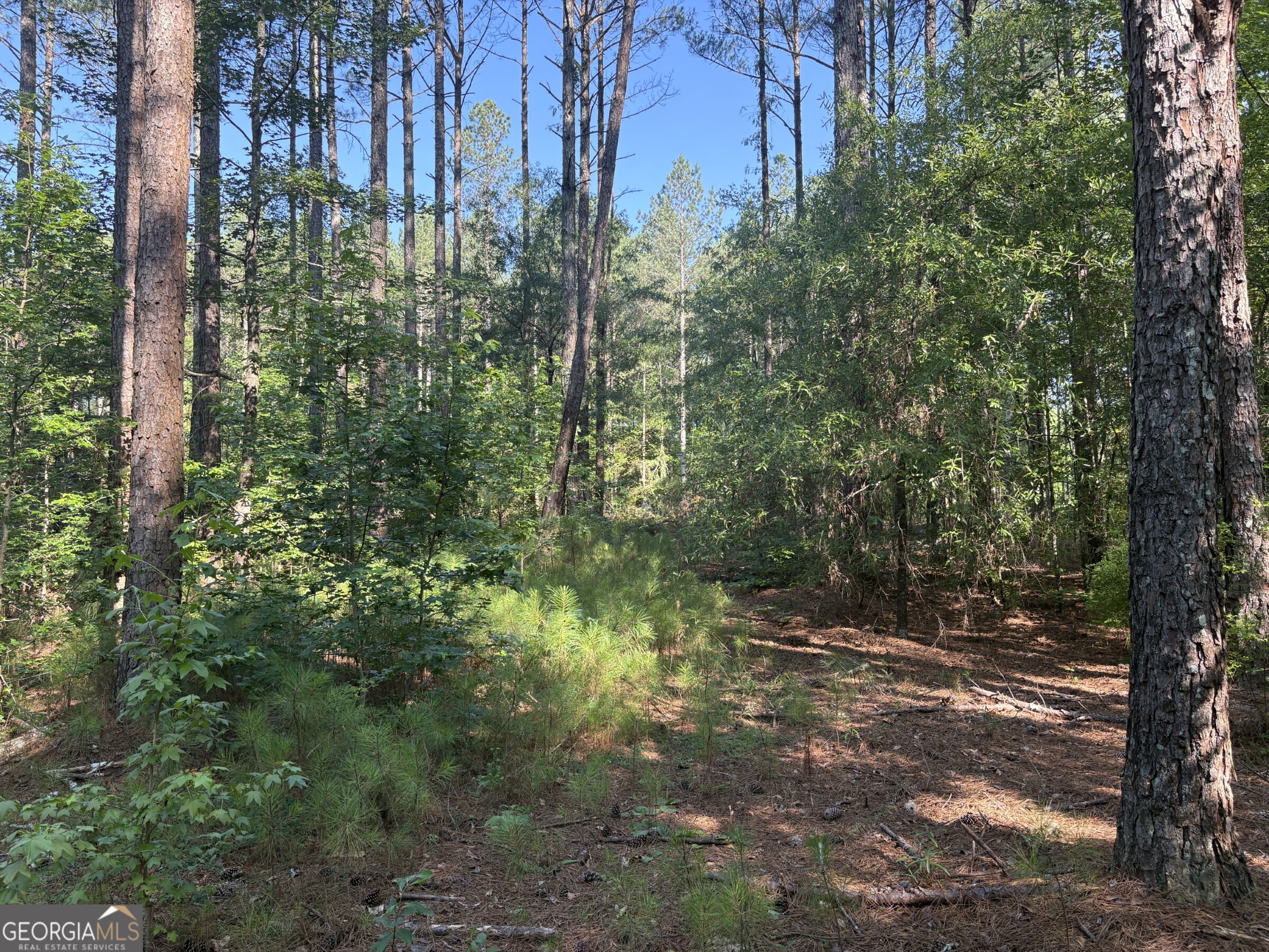 41 Elton Stewart Road Carlton, GA 30627 - Photo 3 of 12