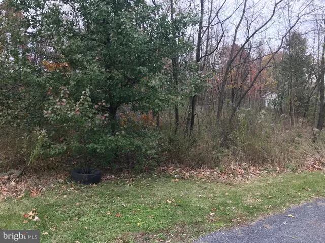 a view of a forest with trees in the background