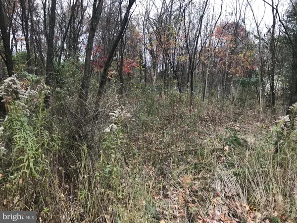 a view of a forest with trees in the background