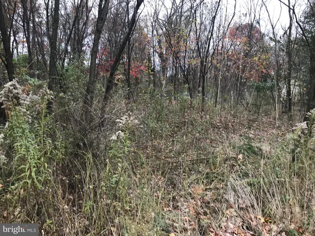 a view of a forest with trees in the background