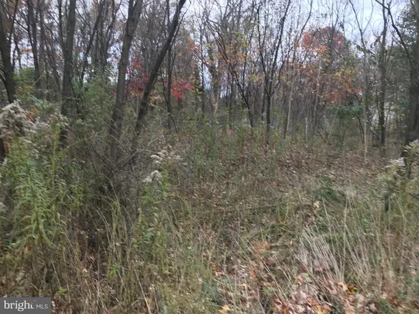 a view of a forest with trees in the background