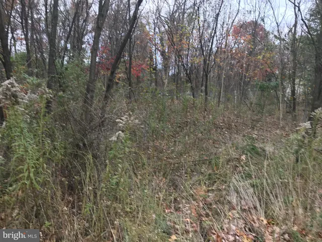 a view of a forest with trees in the background