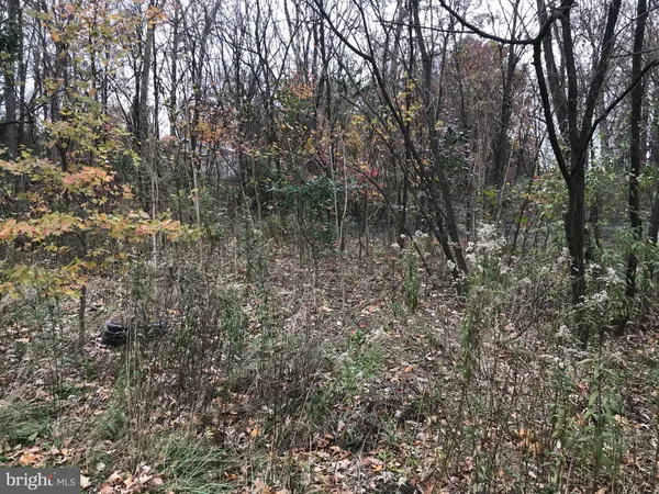 a view of a forest with a tree