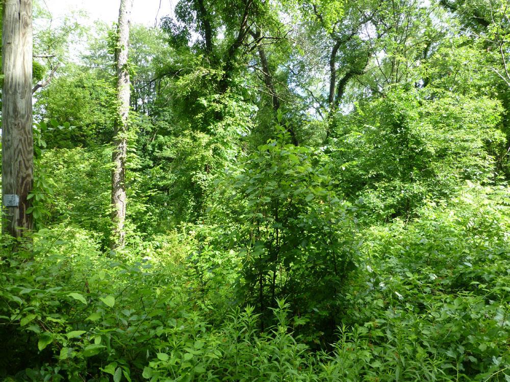 0 Hilltop Road Fredericktown, OH 43019 - Photo 3 of 6 Gallery Image 3